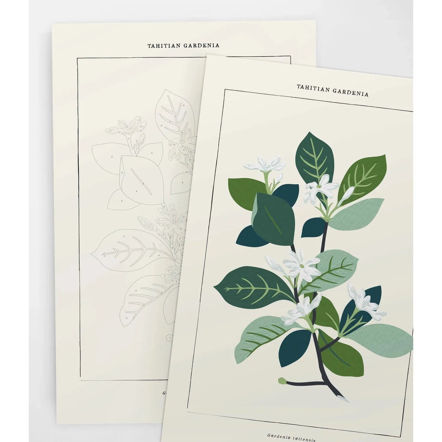 Tahitian Botanical | Modern Paint By Numbers Kit